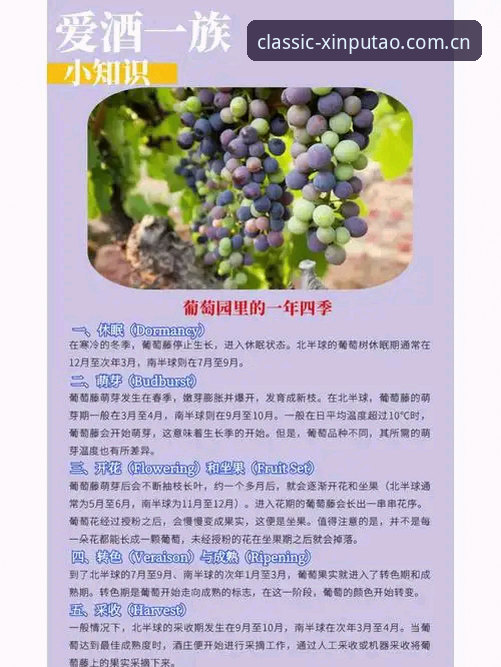 3种深度对比：老版新葡萄平台的5大核心优势与使用技巧